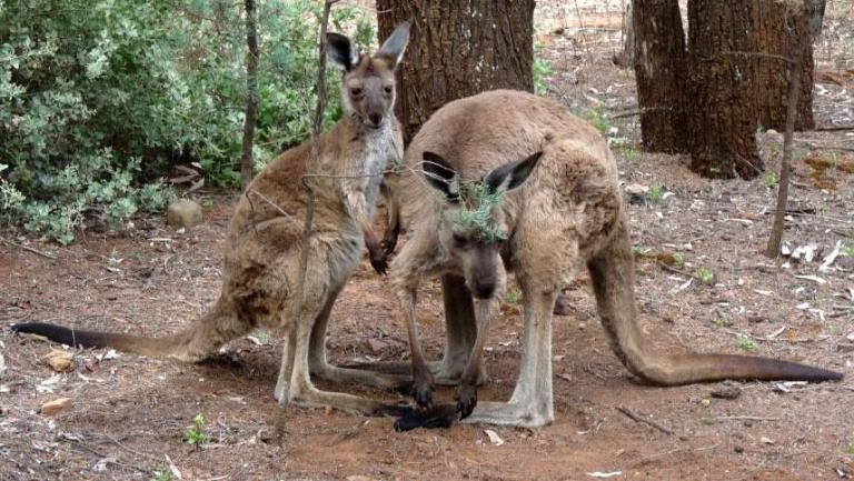 K&auml;ngurus in Wilpena